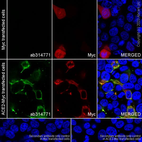 Alexa Fluor® 594 Anti-Myc tag antibody [9E10](AB223894)