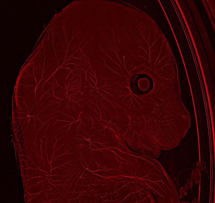 Mouse THUNDER Imager Model Organism Slider 04 Kid21768010