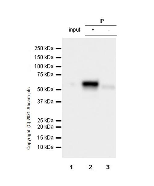 Anti-KPNA2 antibody [EPR25248-95] - BSA and Azide free(AB289866)