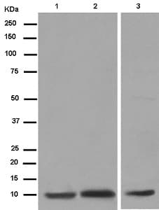 Ndufab1 Antibody Epr6725 Bsa And Azide Free Ab250289  Western Blot Img143120