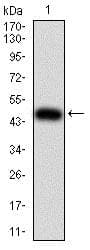 Anti-AIM2 antibody [7G12D1](AB233756)