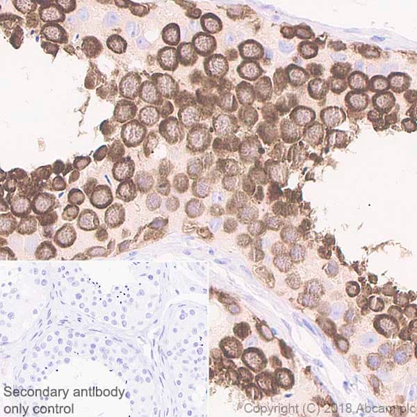 Anti-DDX4 / MVH antibody [EPR21789] - BSA and Azide free(AB236462)