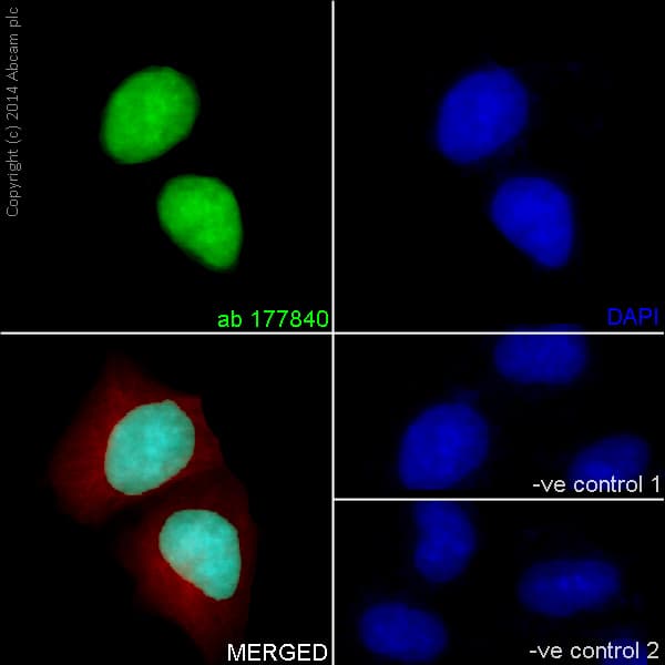 Anti-Histone H4 antibody [EPR16599] - BSA and Azide free(AB232371)