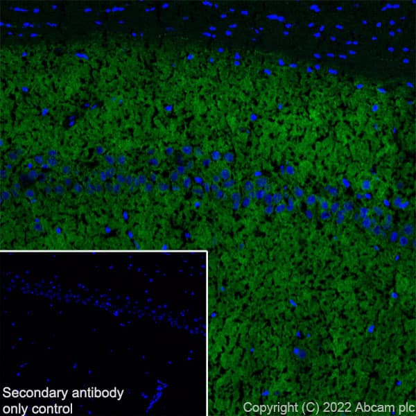 Gaba A Receptor Alpha 2 Gabra2 Antibody Epr26485 185 Bsa And Azide Free Ab307360  Immunohistochemistry Frozen Sections Img405543