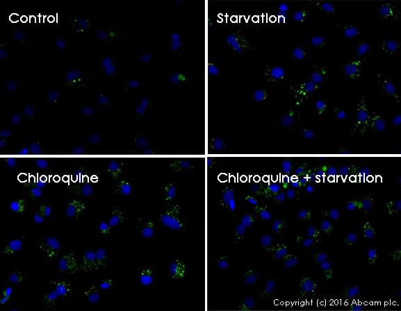 Autophagy Assay Kit(AB139484)