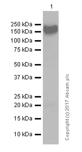 Anti-CCR7 antibody [4B12](ab52602)
