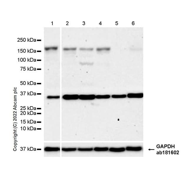 Anti-FGF23 antibody [EPR25309-57](AB307420)