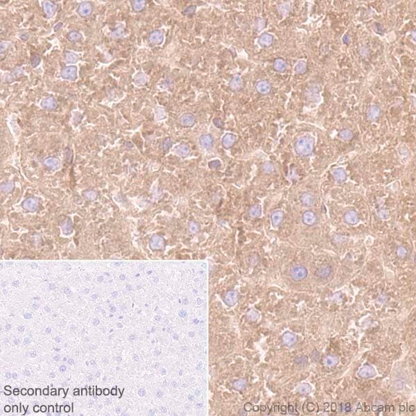 Anti-Rab5 antibody [EPR21801] - Early Endosome Marker(AB218624)