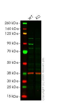 Anti-PI 3 Kinase p85 beta antibody [EPR18416] - BSA and Azide free(AB231161)