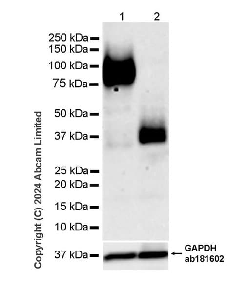 Anti-LAMP1 antibody [RM1217](AB320851)