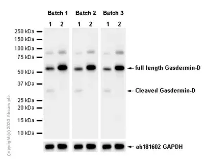Anti-GSDMD antibody [EPR19828](AB209845)