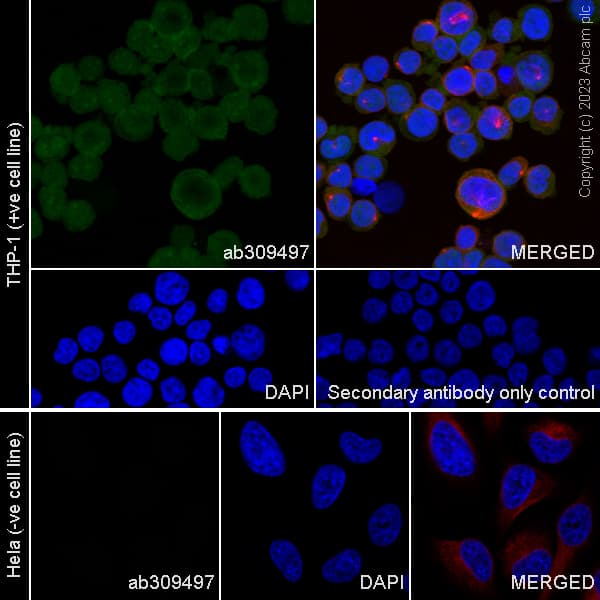 Anti-TMS1/ASC antibody [RM1049](AB309497)