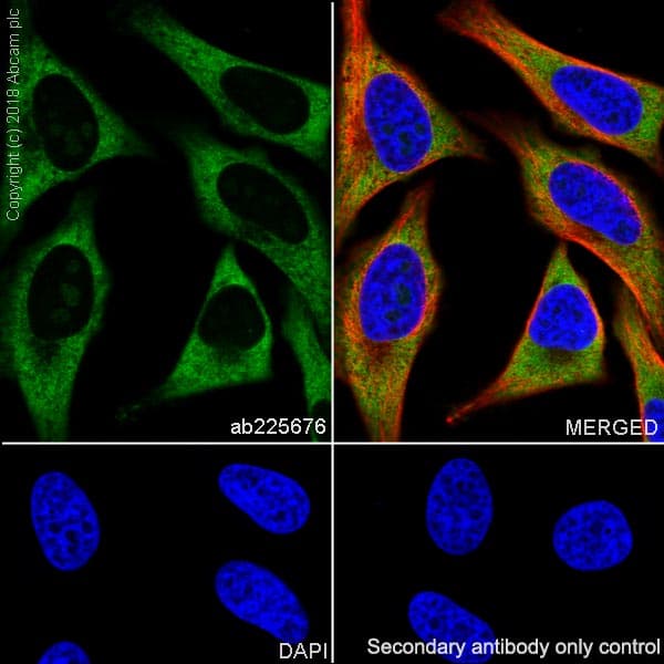 Anti-RPS6 antibody [EPR22168] - Ribosome Marker(AB225676)