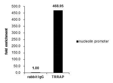 Anti-TRRAP antibody - N-terminal(AB227613)