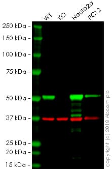 Anti-beta III Tubulin antibody [5G8] - BSA and Azide free(AB264113)