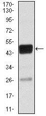 Cebp Alpha Cebpa Antibody 4e10 Ab128162  Western Blot Img62083