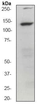 Anti-GM130 antibody [EP892Y] - cis-Golgi Marker(AB52649)