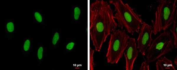 Anti-PARP1 antibody(AB227244)