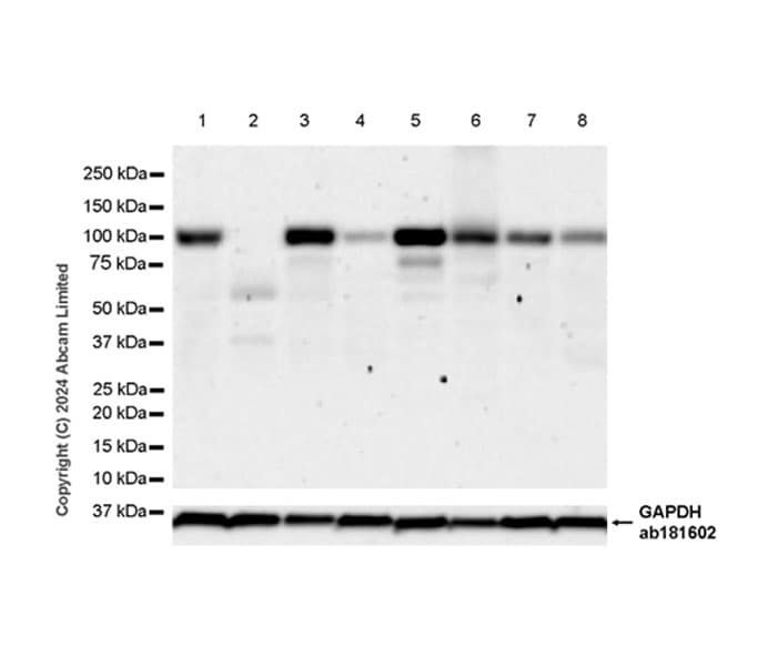 Gab1 Antibody Epr26118 37 Ab319136  Western Blot Img434799