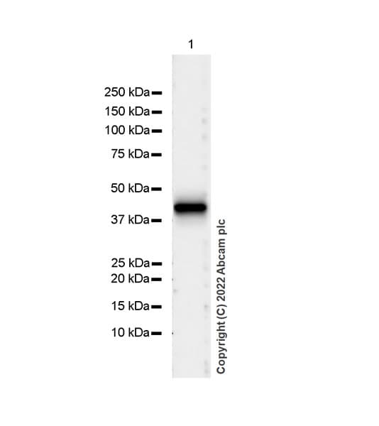 Anti-HLA-C antibody [EPR26121-73](AB307361)
