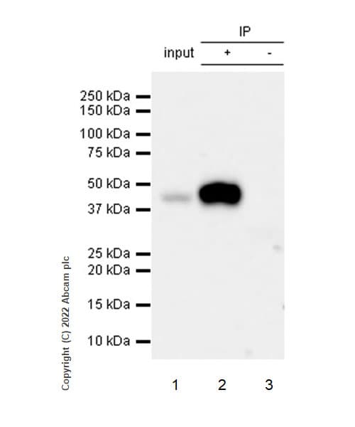 Anti-HLA-C antibody [EPR26121-73](AB307361)