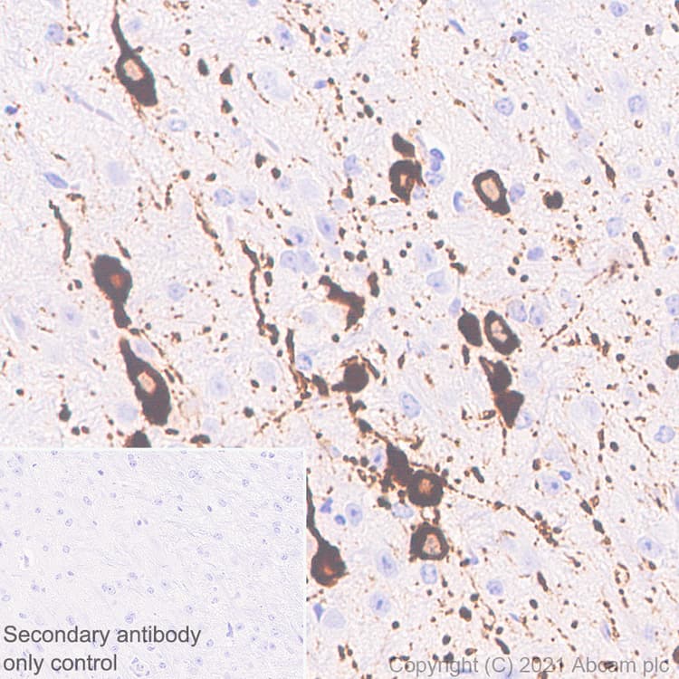 Anti-TPH2 antibody [EPR25100-29] - BSA and Azide free(AB288068)