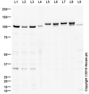 Anti-Drebrin antibody(AB60933)