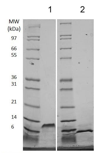 Recombinant mouse EGF protein (Animal Free)(AB206643)