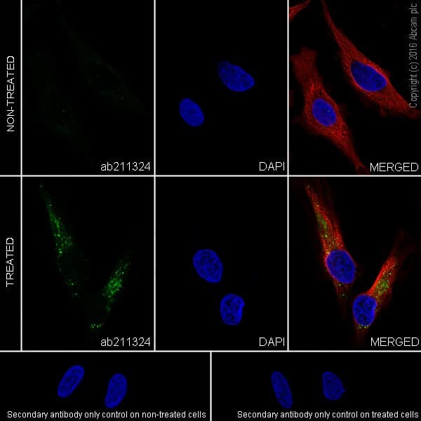 Anti-SQSTM1 / p62 (phospho S349) antibody [EPR20451] - BSA and Azide free(AB238445)