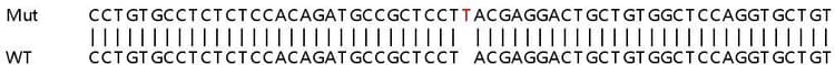 Ab259238  Sanger Sequencing Img411512