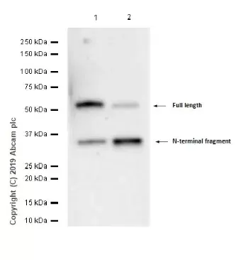 Anti-GSDMD antibody [EPR20859](AB219800)
