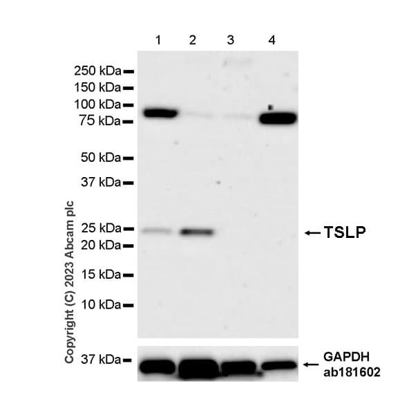 Tslp Antibody Epr25904 38 Bsa And Azide Free Ab309480  Western Blot Img416417