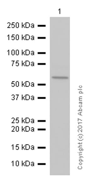 Anti-NF-kB p65 antibody [E379](AB32536)