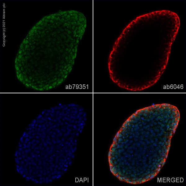 Anti-SOX2 antibody [9-9-3](AB79351)