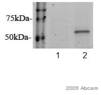 Anti-GBA antibody [2E2](AB55080)
