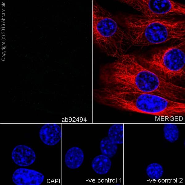 Anti-SOX2 antibody [EPR3131](AB92494)