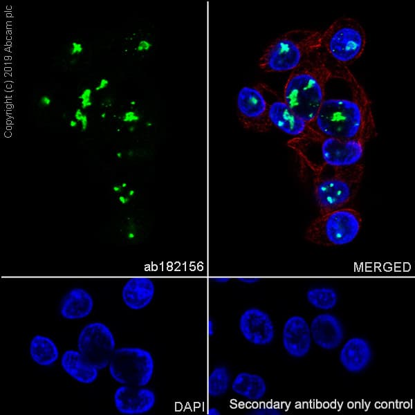 Ddx21 Antibody Epr14495 Ab182156  Immunocytochemistry Immunofluorescence Img46145