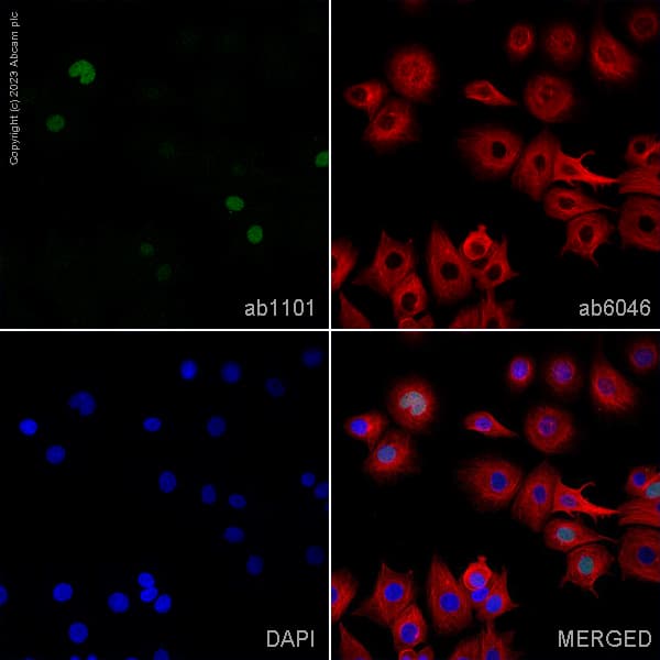 Goat Anti-Mouse IgG H&L (Alexa Fluor® 488) preadsorbed(AB150117)