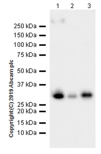 Rpa32 Rpa2 Antibody Epr22950 81 Ab240637  Western Blot Img3858