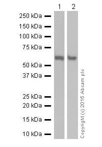 Sqstm1 P62 Antibody Epr18351 Autophagosome Marker Ab207305  Western Blot Img28676
