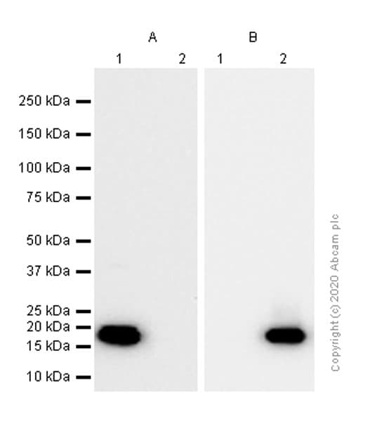 Anti-beta Synuclein antibody [EP1537Y] - BSA and Azide free(AB221908)
