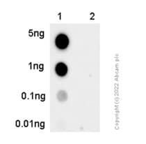 Anti-PKC alpha (phospho T497) antibody [EP2608Y] - BSA and Azide free(AB284734)