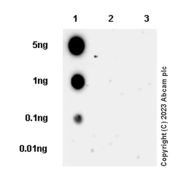 Anti-Kir4.1/KCNJ10 antibody [EPR27251-74](AB312844)