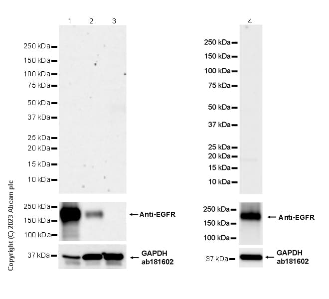 Egfrviii Antibody Epr28380 83 Bsa And Azide Free Ab313647  Western Blot Img418408