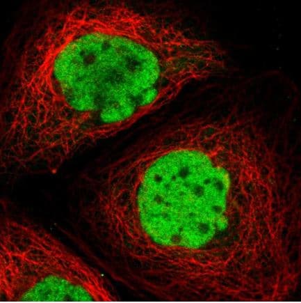 Anti-c-Fos antibody(AB209794)