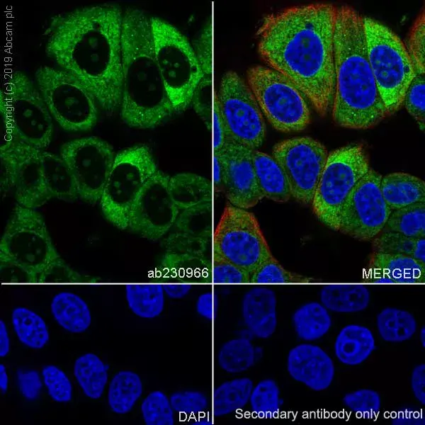 Anti-LINE-1 ORF1p antibody [EPR22227-54](AB230966)
