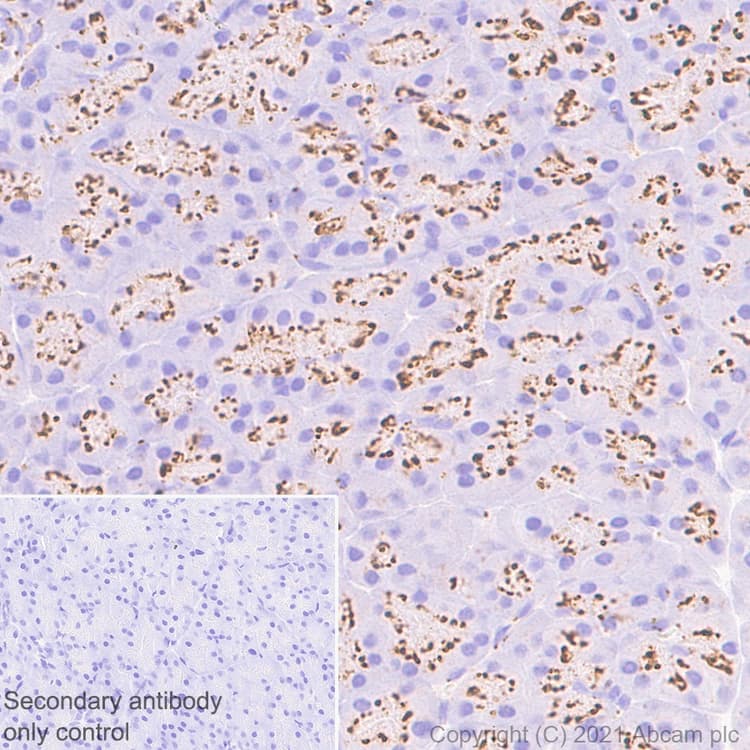 Anti-TM9SF2 antibody [EPR24416-17] - BSA and Azide free(AB281838)