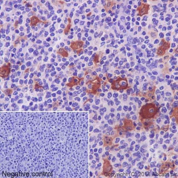 Anti-TARC/CCL17 antibody [EPR15861] - BSA and Azide free(AB232659)