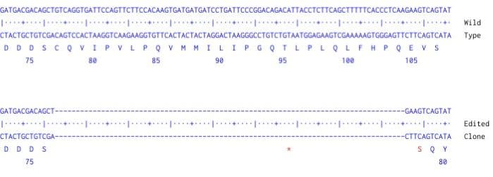 Human Crbn Knockout Hct116 Cell Line Ab289186  Next Generation Sequencing Img420779