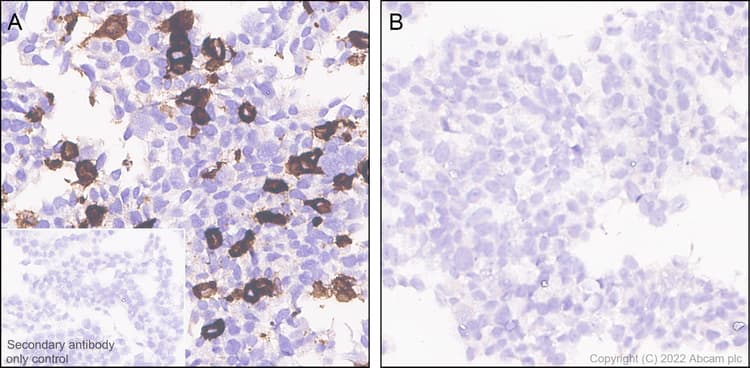 Anti-CLEC9A antibody [EPR24271-117] (BSA and Azide free)(AB300434)